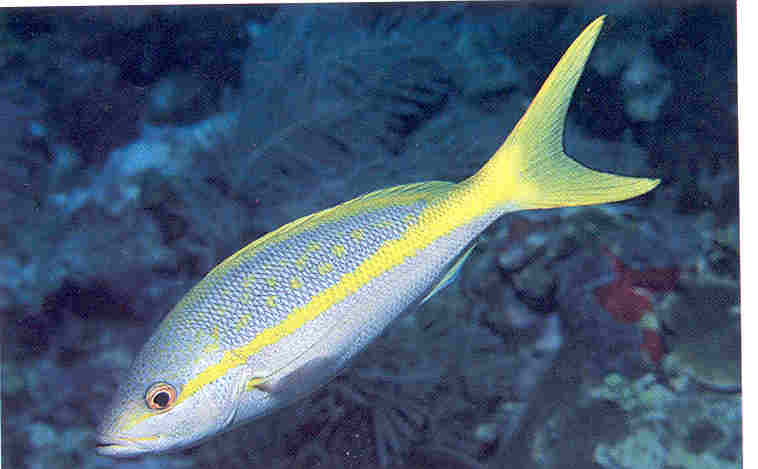 yellow-tail-snapper