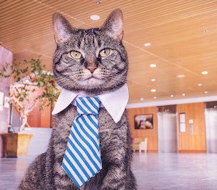 Cat at job interview