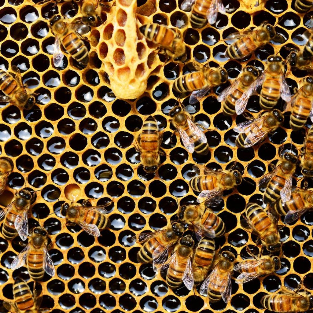 bees in a honeycomb