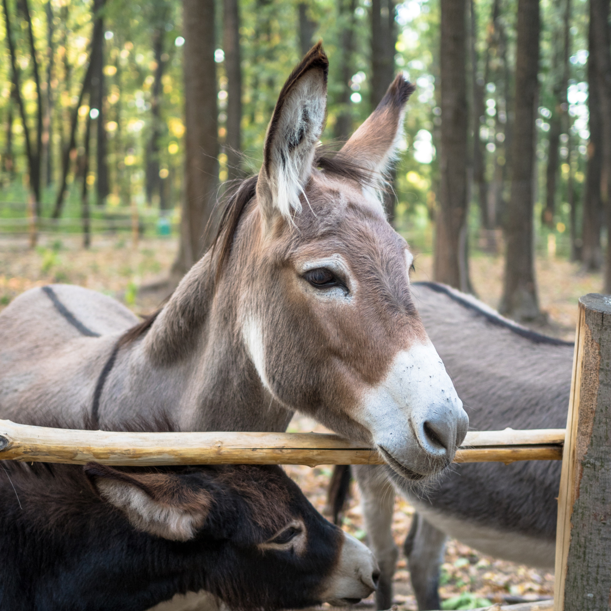Donkey near brown wooden fence near daytime
