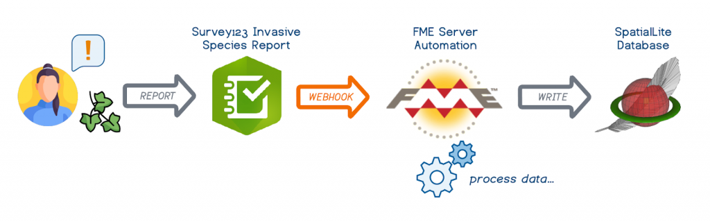 diagram of how to use ArcGIS Online Webhook to send data to an FME Server automation as soon as it has been created. The server automation writes the data to a geodatabase catalog (a spatialLite database) of invasive plants.