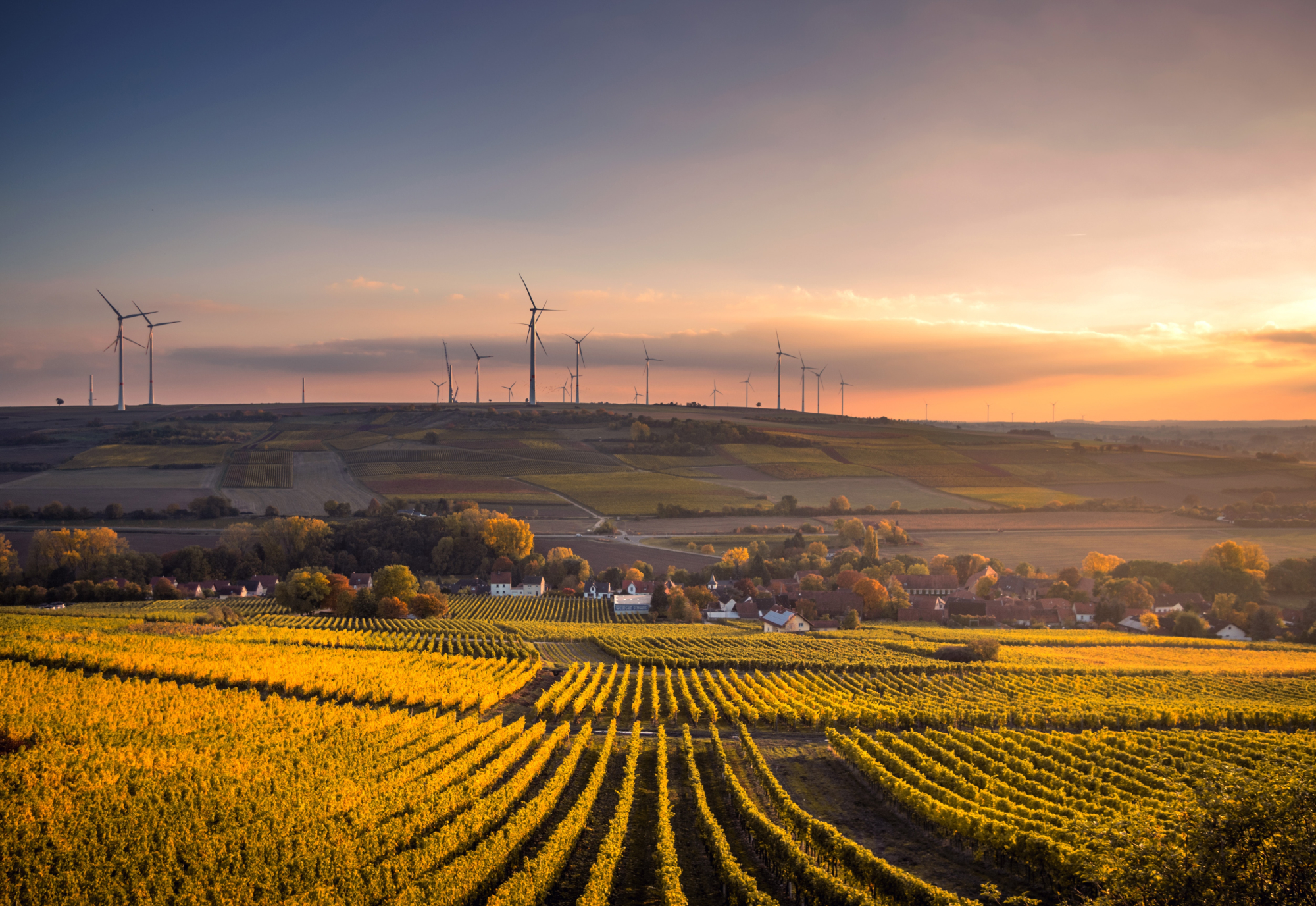 Wind farm setting sun