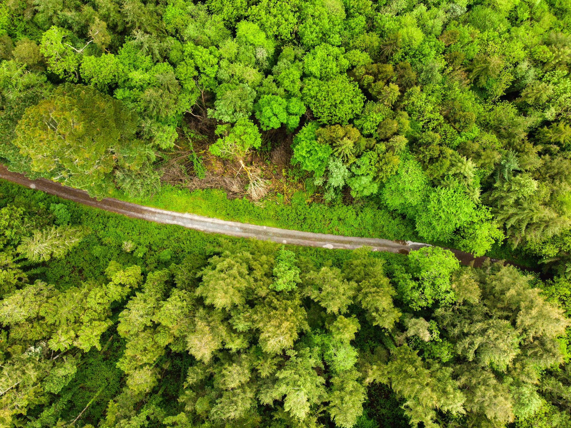 Ireland Trees