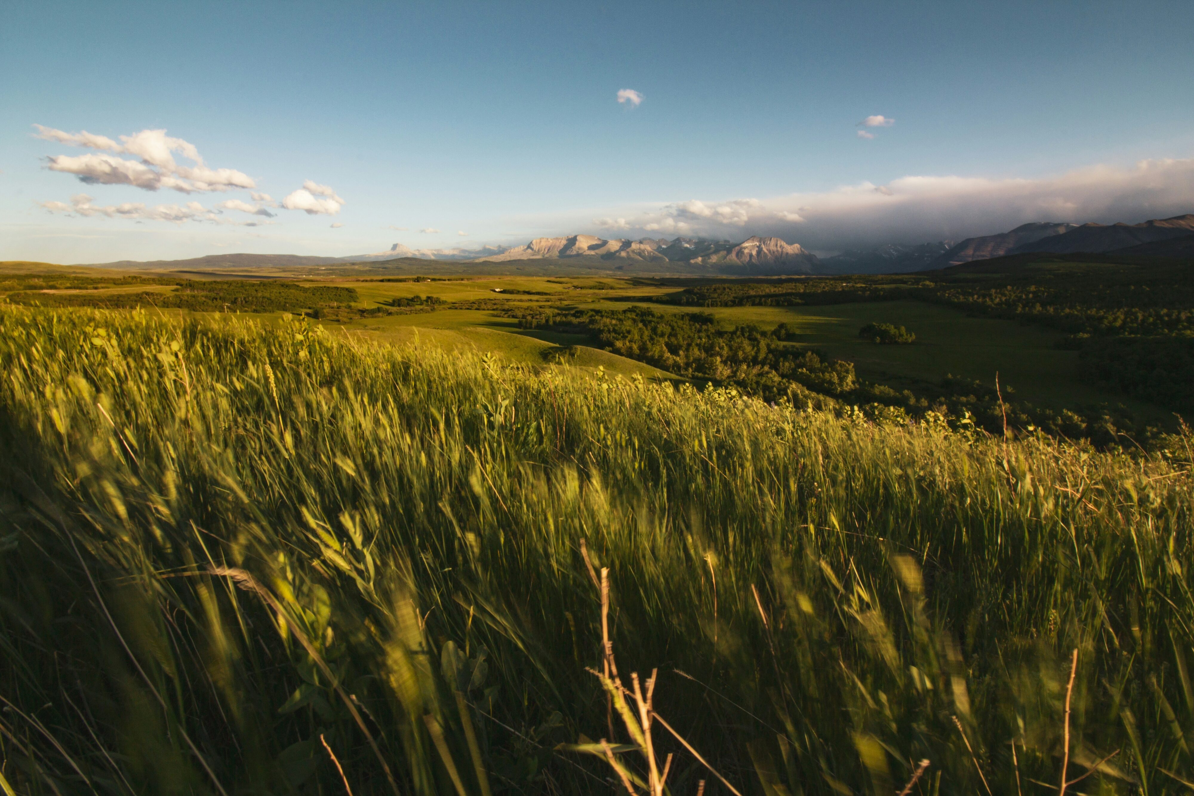 A view of grass and mountains in Alberta