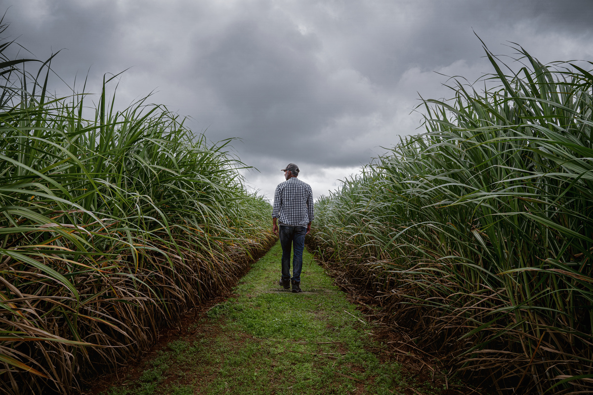 Farmer sugar cane plantation
